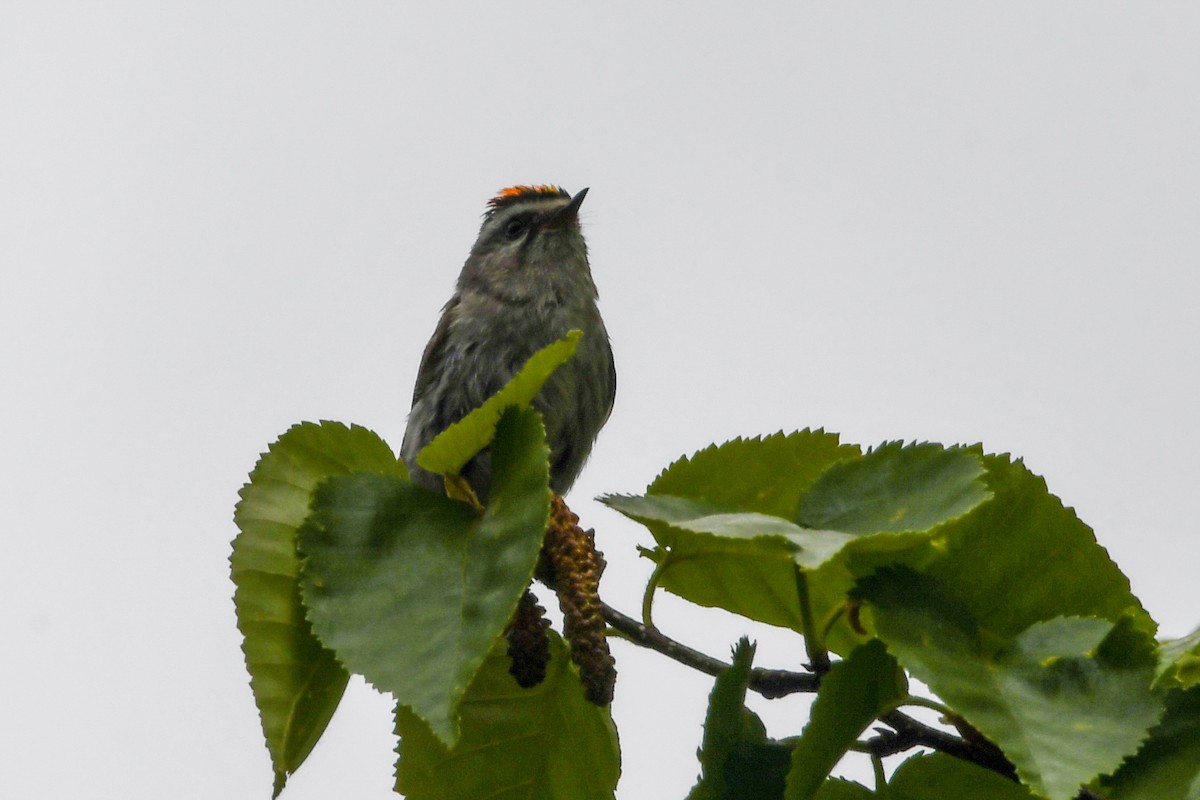Golden-crowned Kinglet - ML638941697