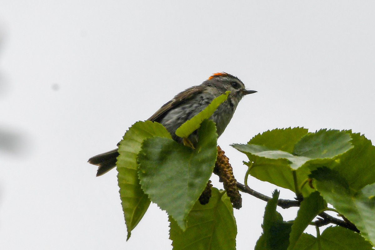 Golden-crowned Kinglet - ML638941699