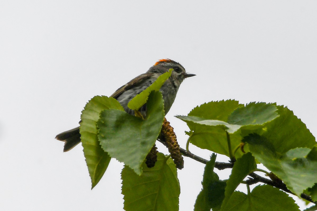 Golden-crowned Kinglet - ML638941700