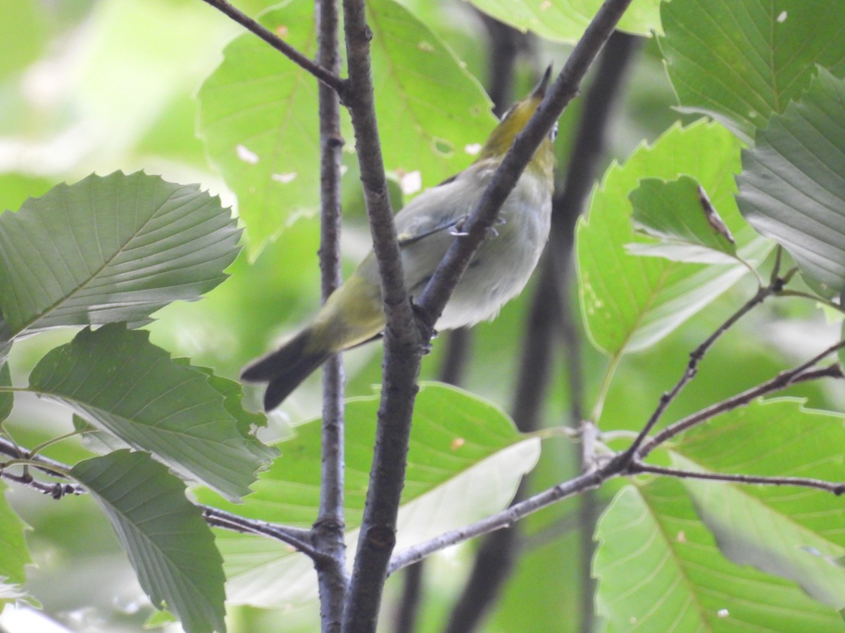 Warbling White-eye - ML638941709