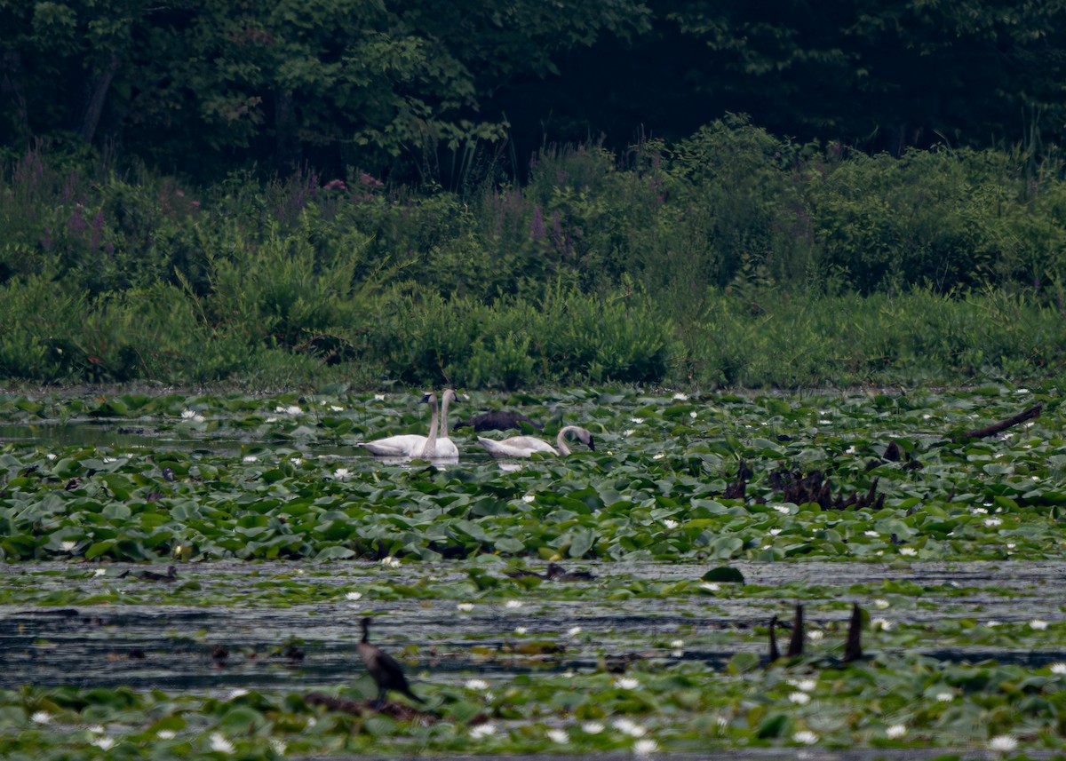 Trumpeter Swan - ML638941712