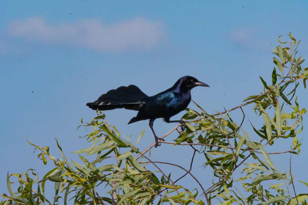 Boat-tailed Grackle - ML638941735