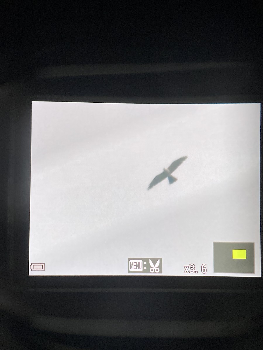 Mississippi Kite - ML638941760