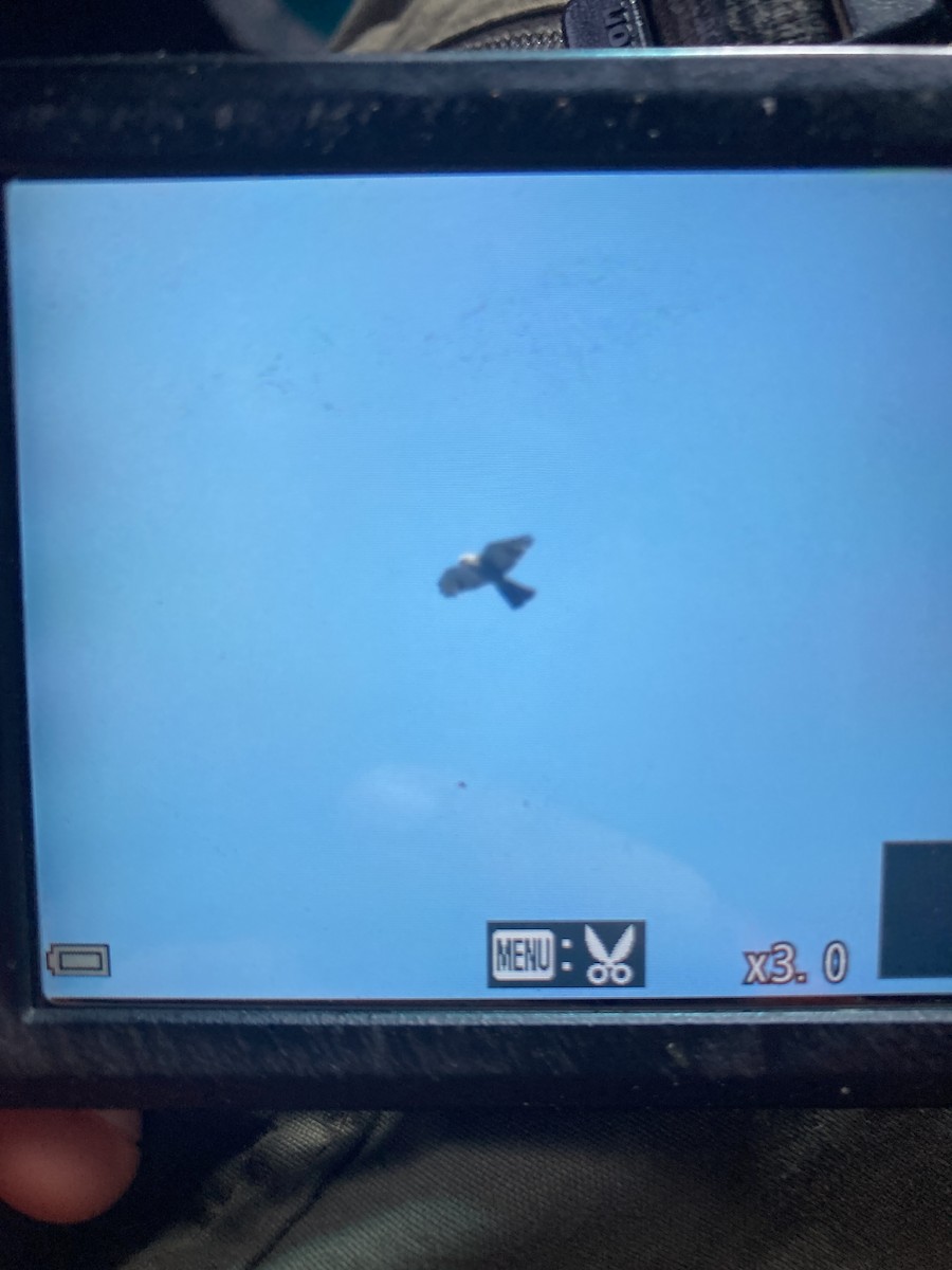 Mississippi Kite - ML638941766