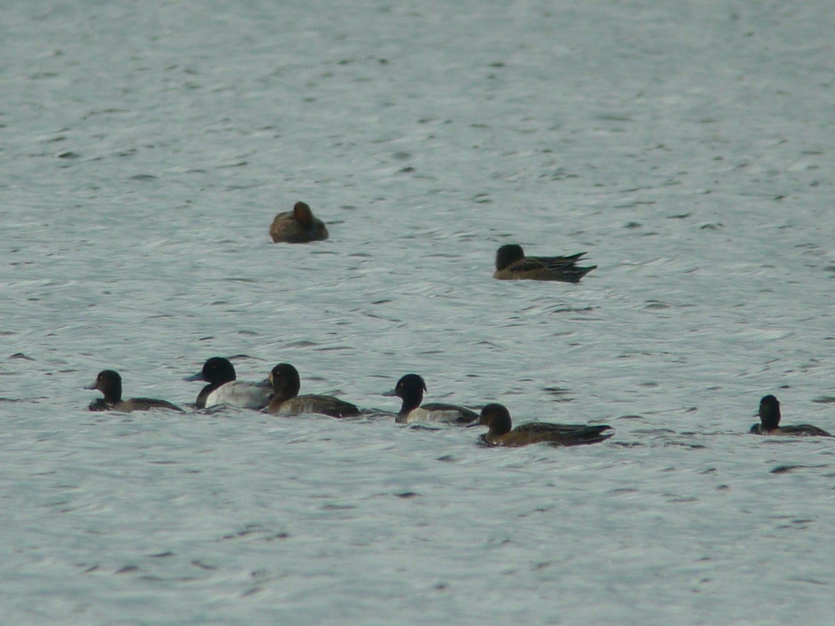 Greater Scaup - ML638941824