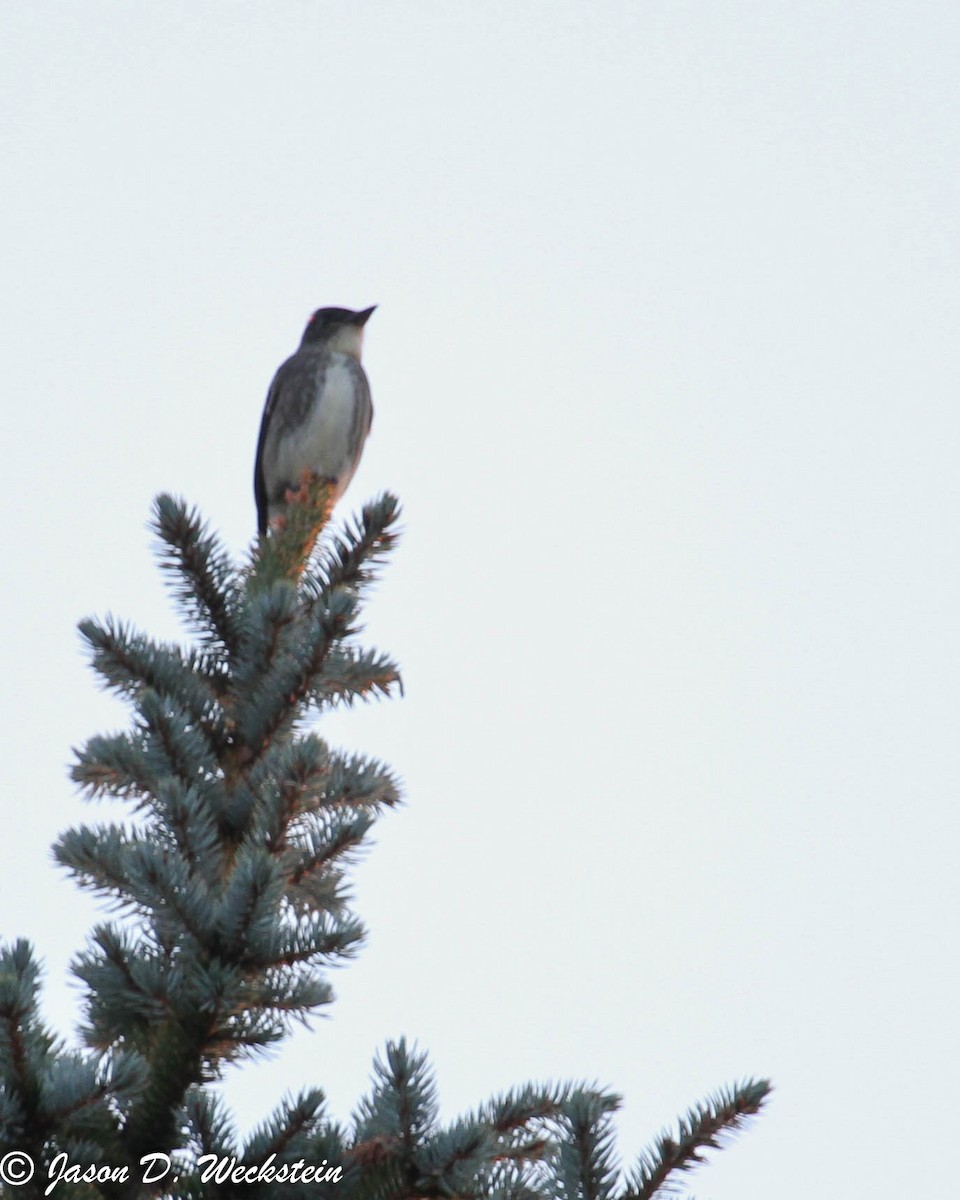 Olive-sided Flycatcher - ML638941825