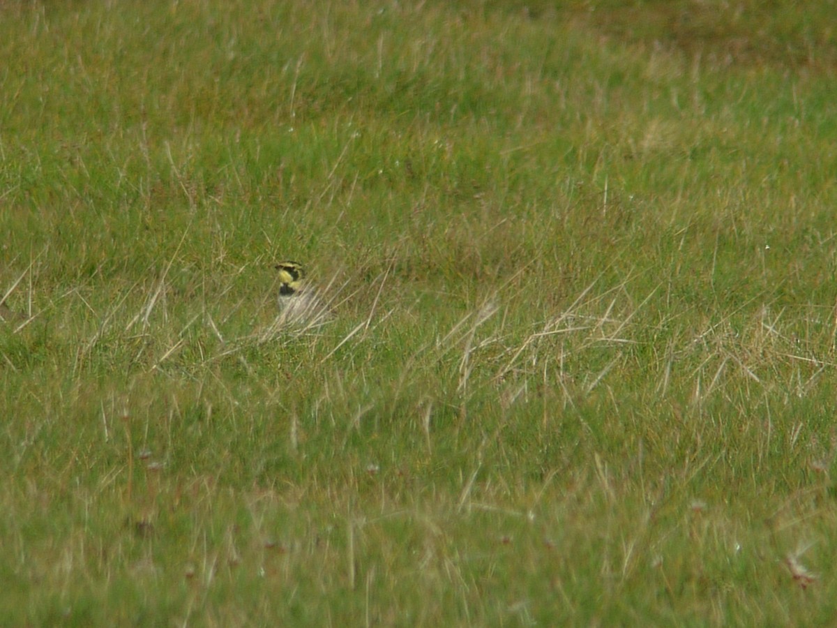 Horned Lark - ML638941864