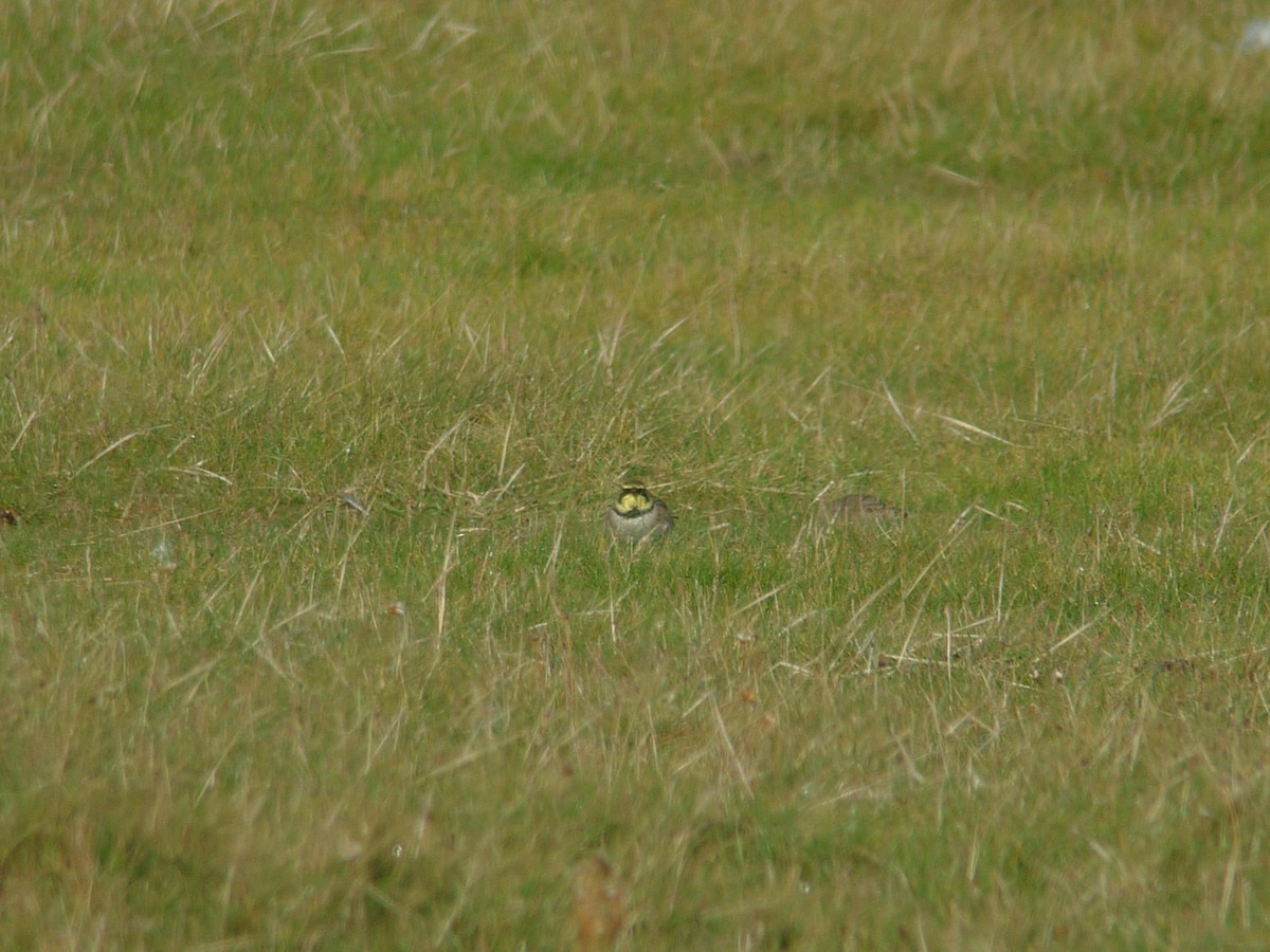 Horned Lark - ML638941874