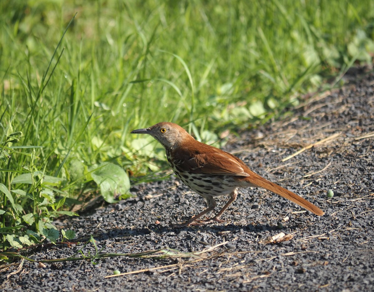 Brown Thrasher - ML638941889