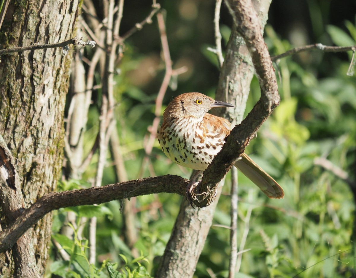 Brown Thrasher - ML638941890