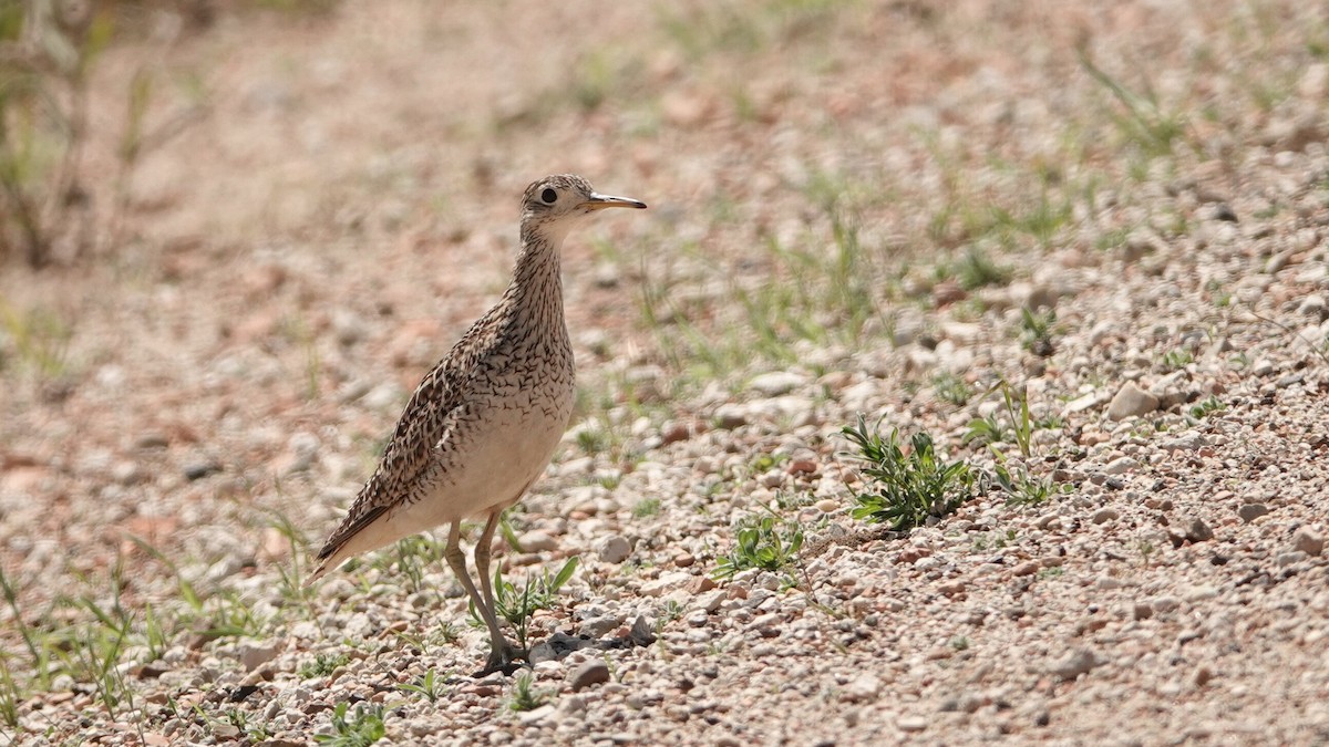 Upland Sandpiper - ML638941900