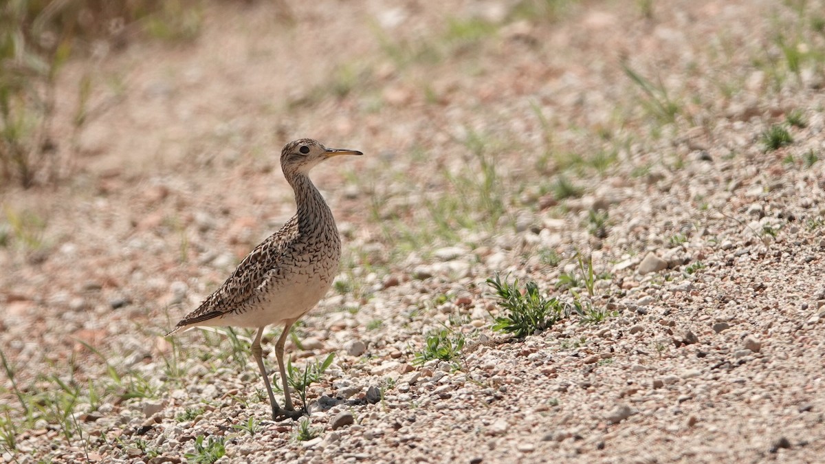 Upland Sandpiper - ML638941902