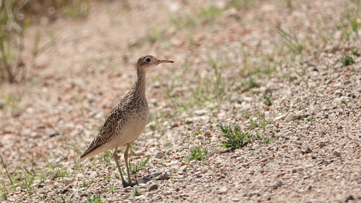 Upland Sandpiper - ML638941903
