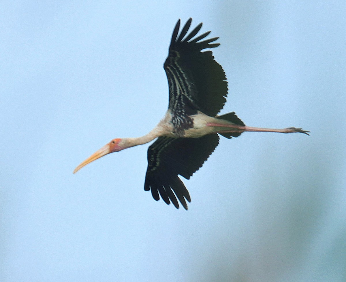 Painted Stork - ML638941906