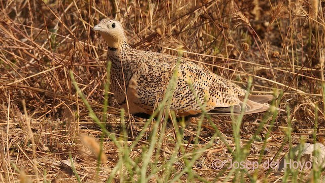 Ganga unibande - ML638941907