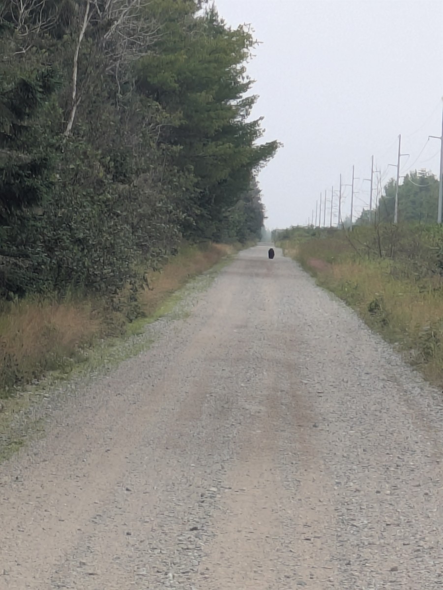 Animals - ML638941935