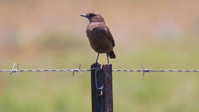 Southern Anteater-Chat - ML638941971