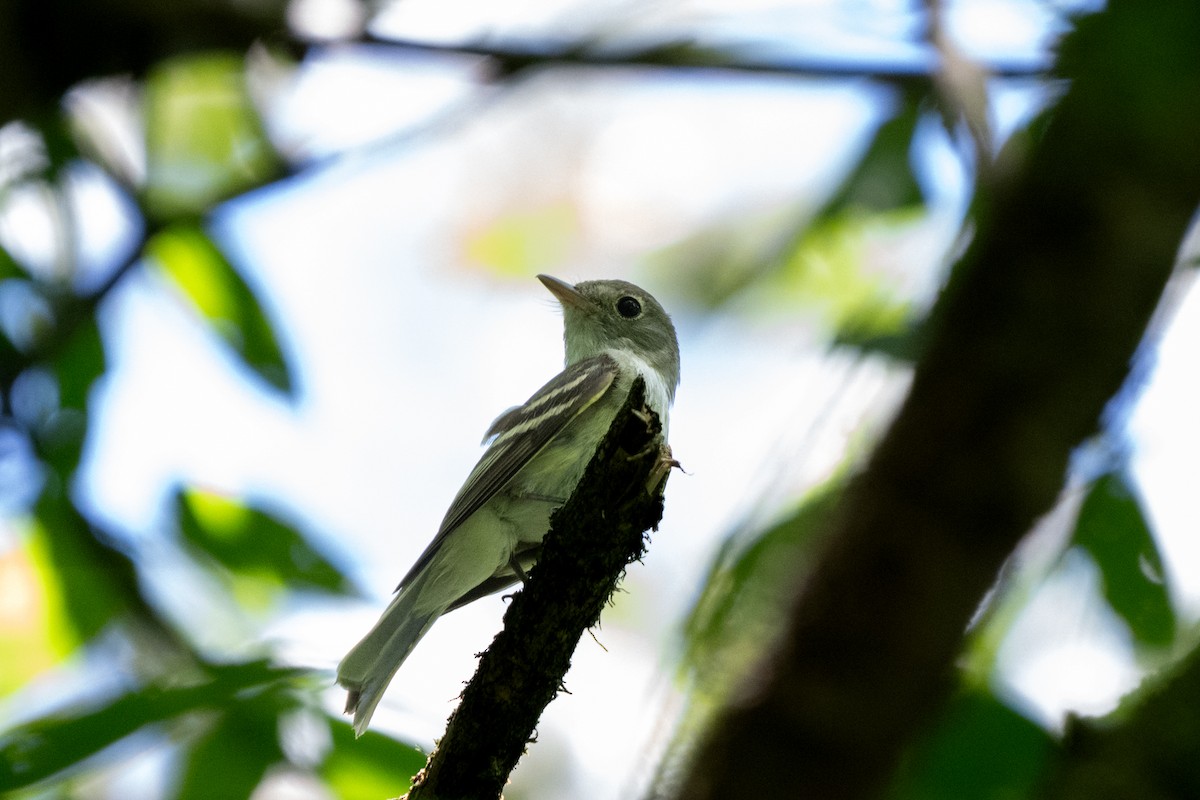 Acadian Flycatcher - ML638941997