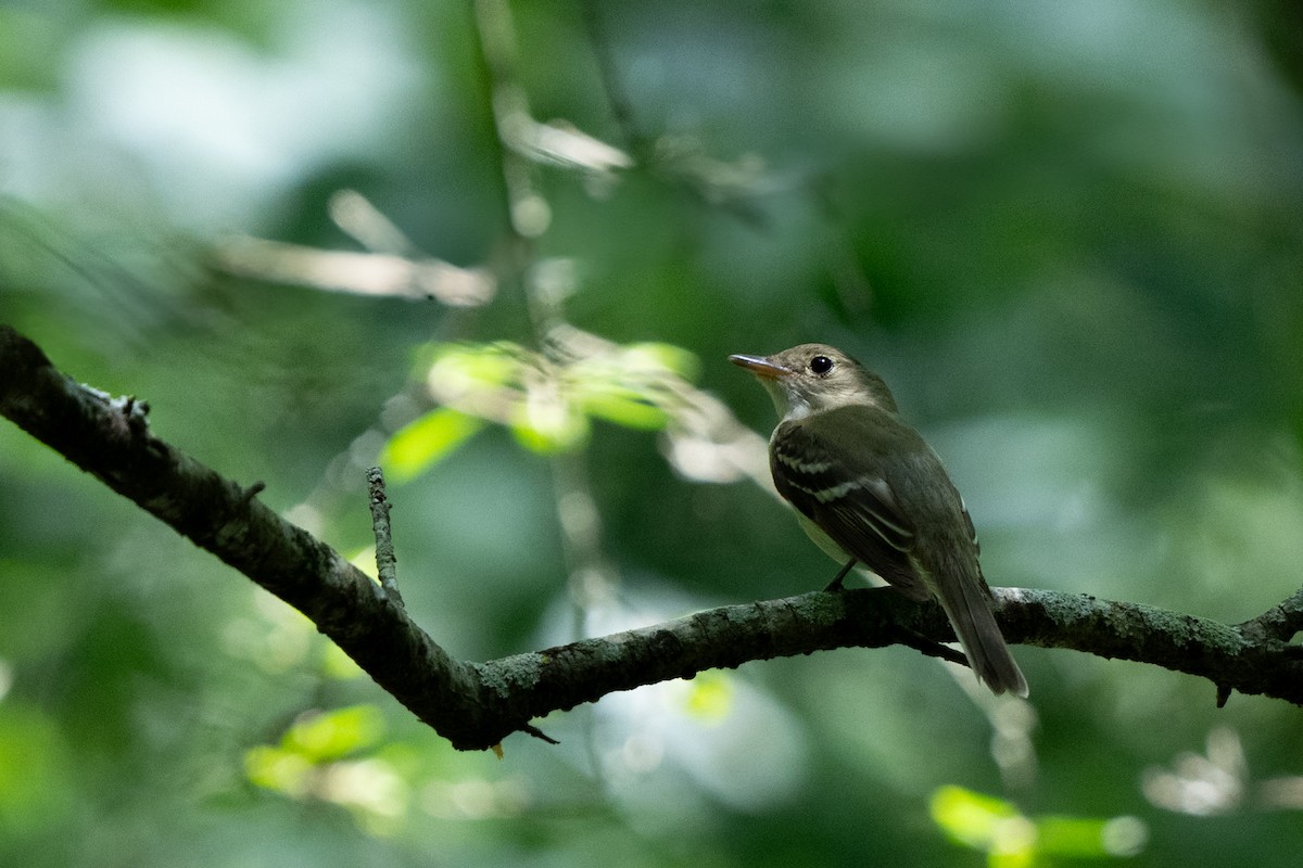 Acadian Flycatcher - ML638942002