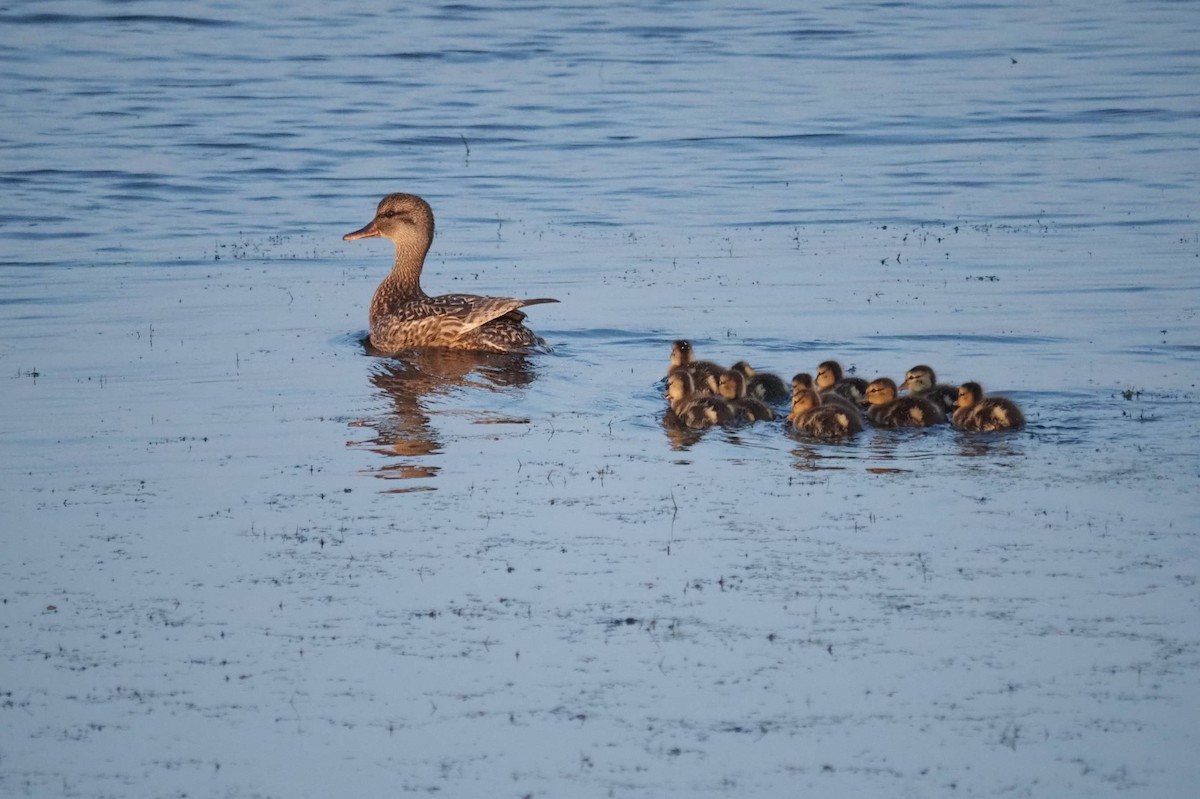 Gadwall - ML638942005