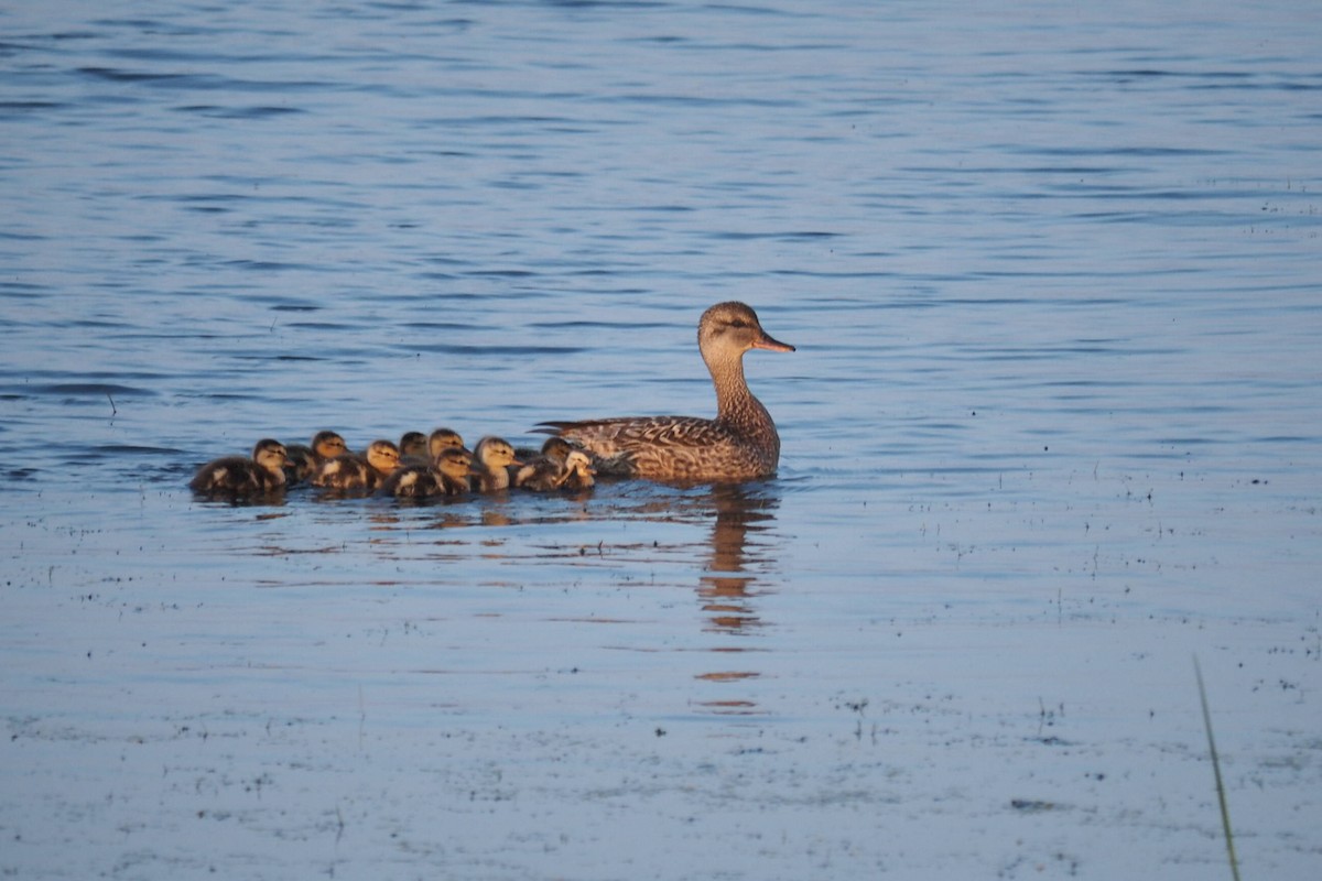 Gadwall - ML638942006