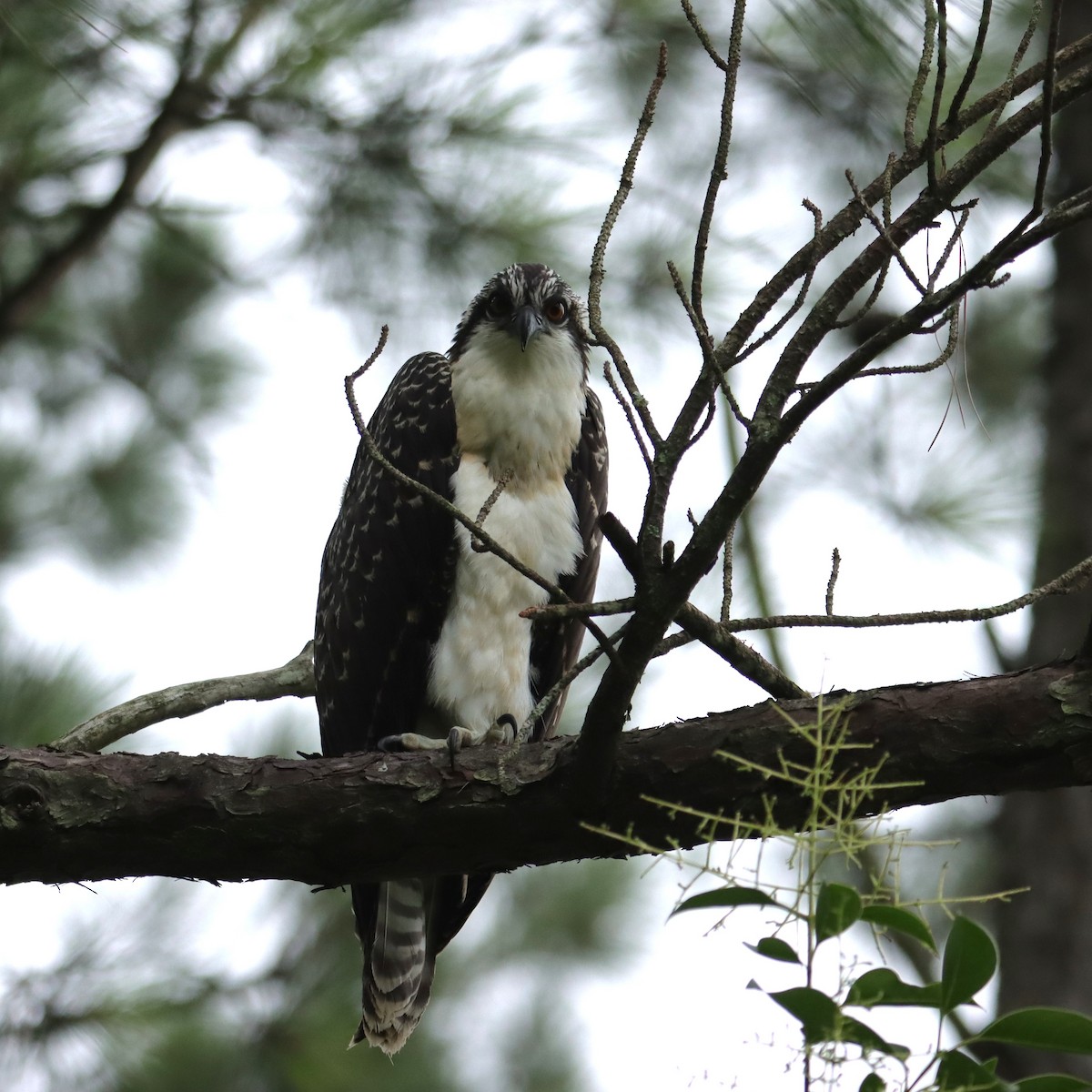 Osprey - ML638942022