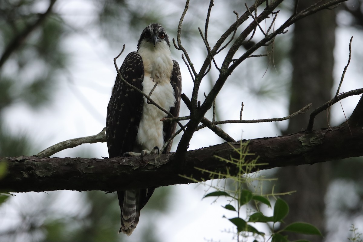 Osprey - ML638942023