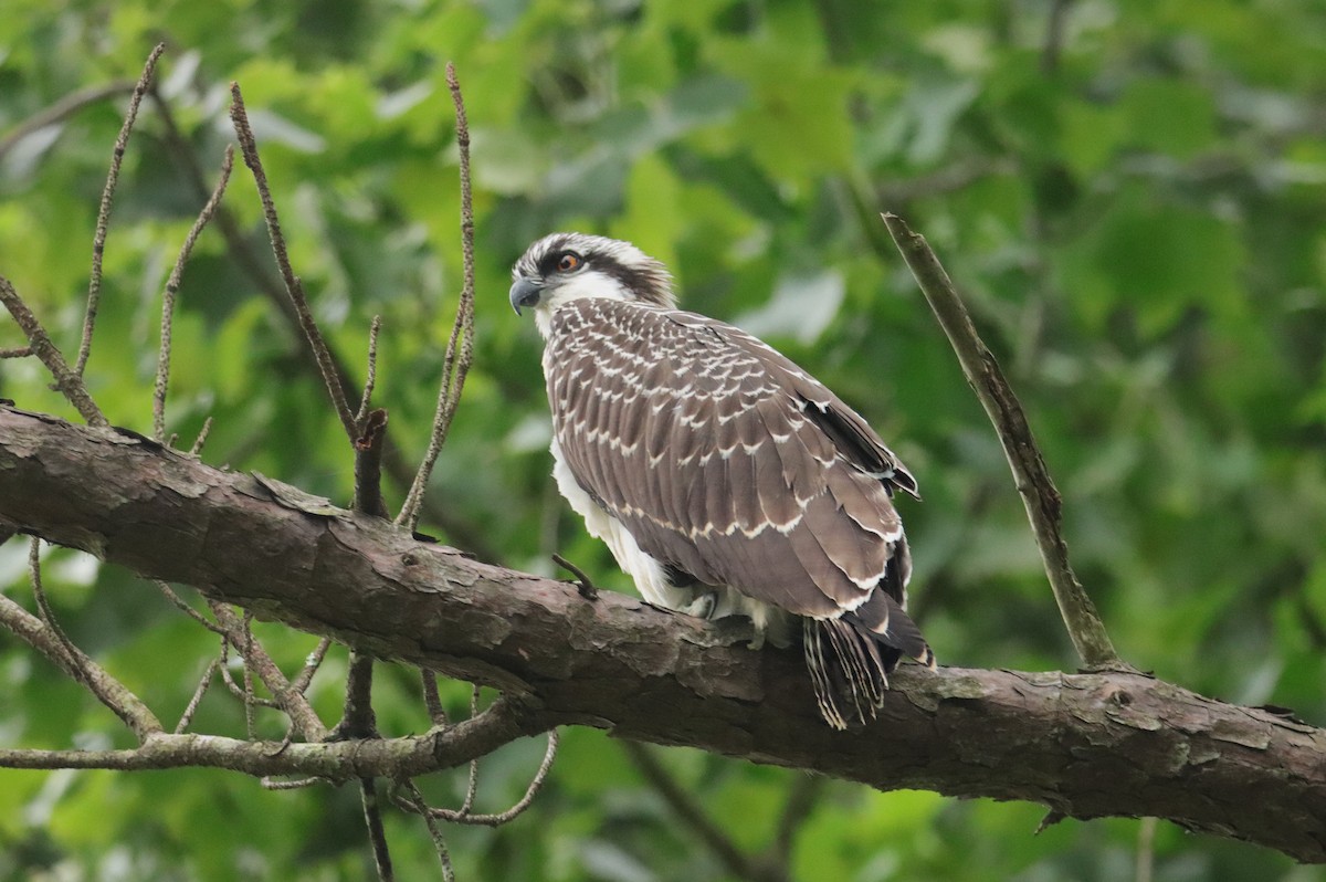 Osprey - ML638942024