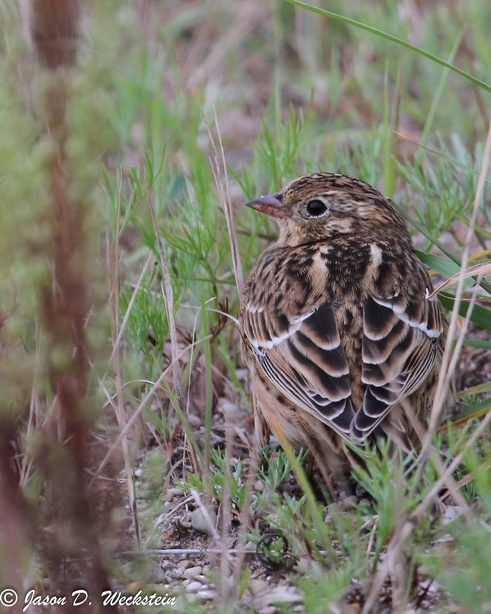 Smith's Longspur - ML638942026
