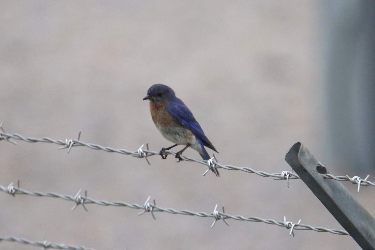 Eastern Bluebird - ML638942030
