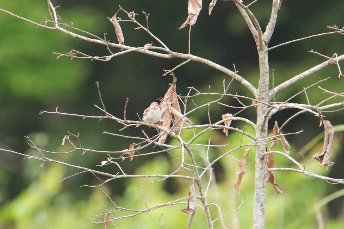 Field Sparrow - ML638942045