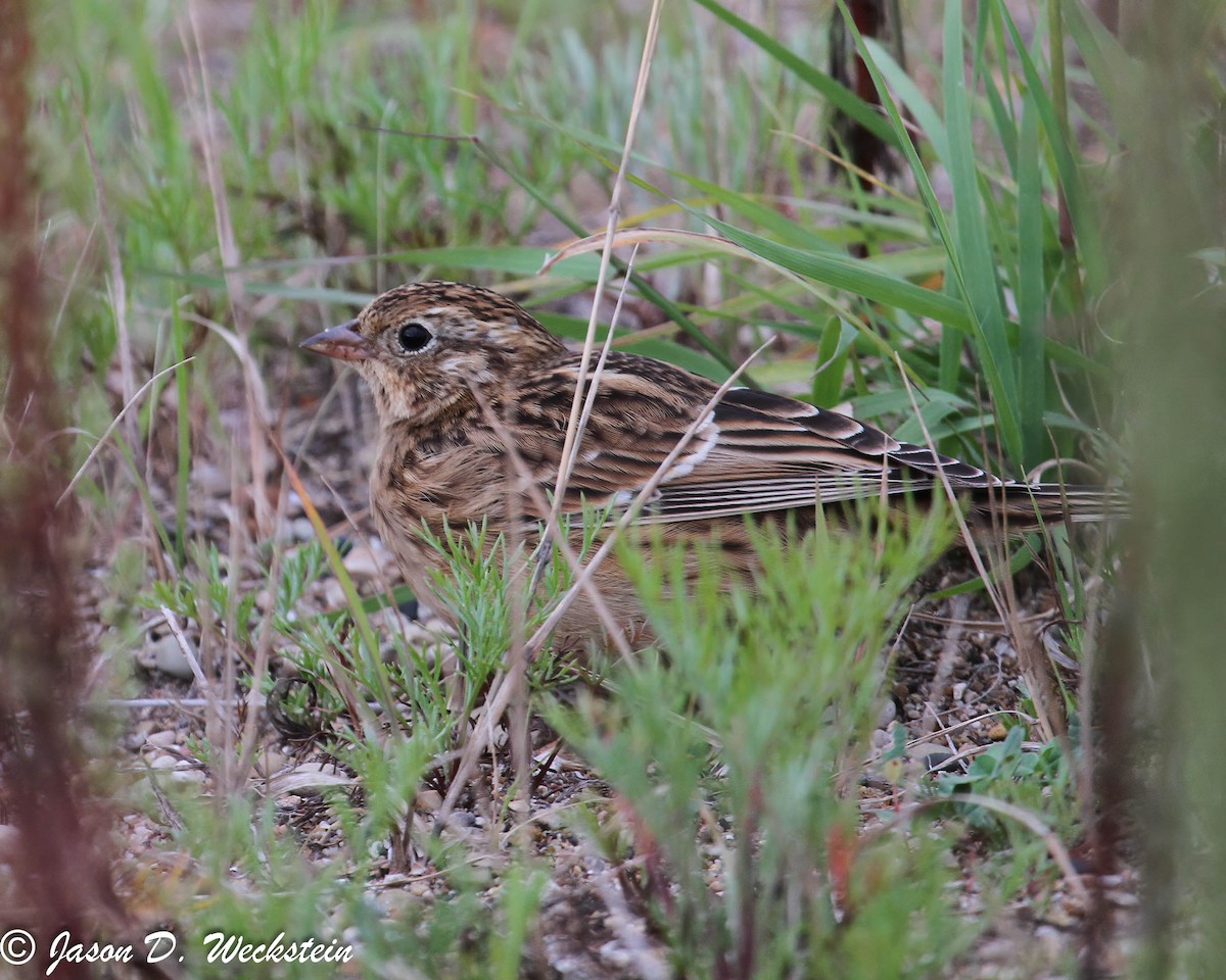 Smith's Longspur - ML638942067