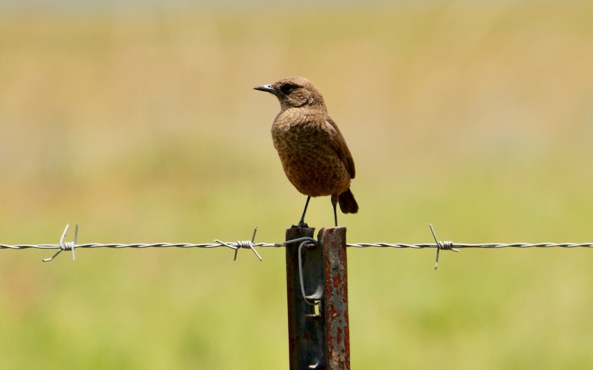 Southern Anteater-Chat - ML638942073