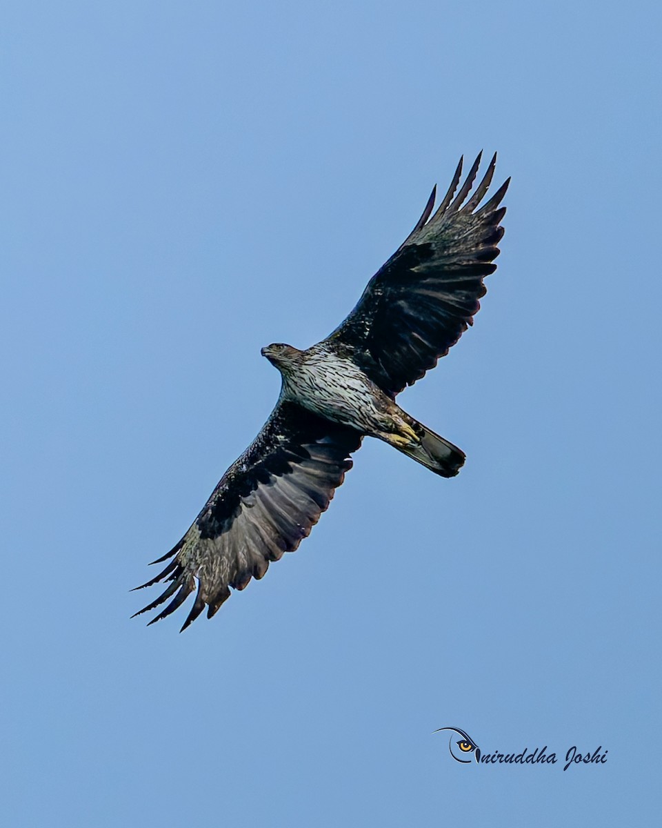 Bonelli's Eagle - ML638942111