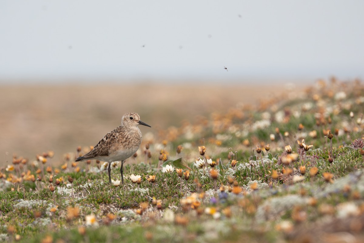 Baird's Sandpiper - ML638942137