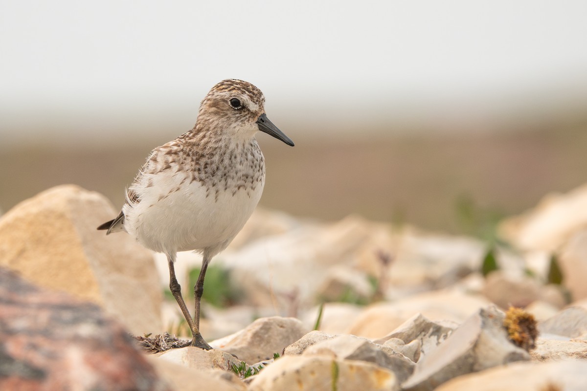 Semipalmated Sandpiper - ML638942138