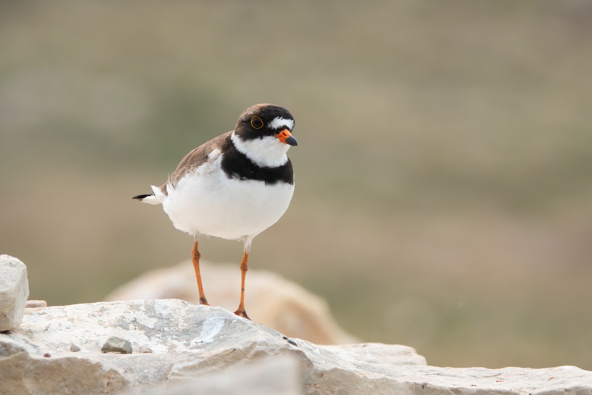 Semipalmated Plover - ML638942139