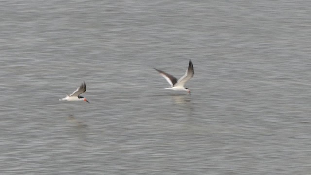 Black Skimmer - ML638942195