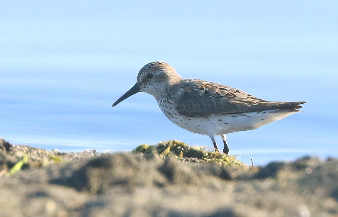 Alaska Kumkuşu - ML638942219