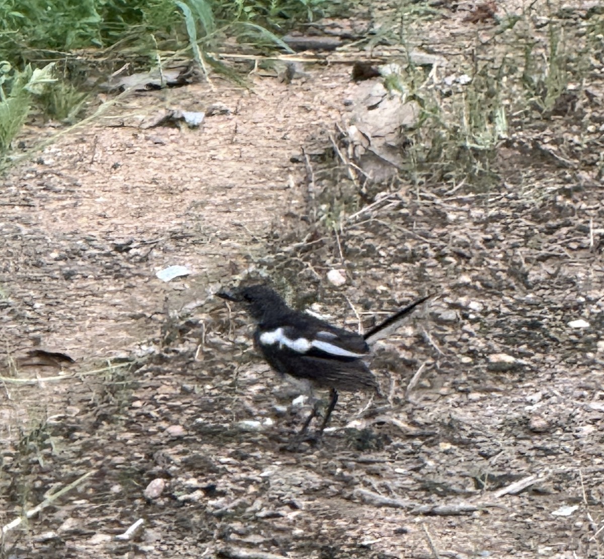 Oriental Magpie-Robin - ML638942230