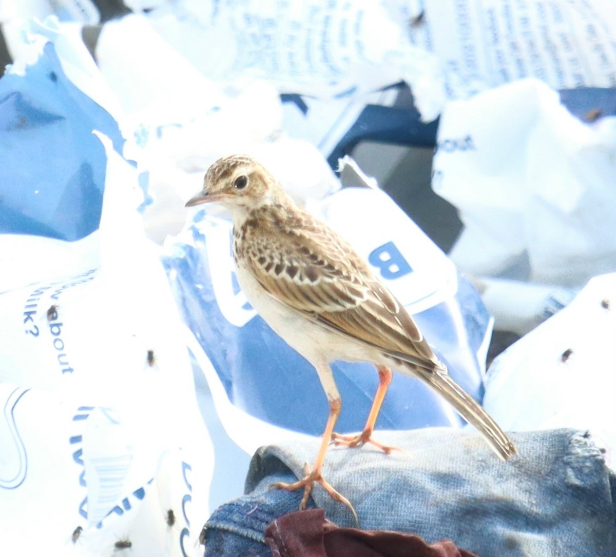 Paddyfield Pipit - ML638942255