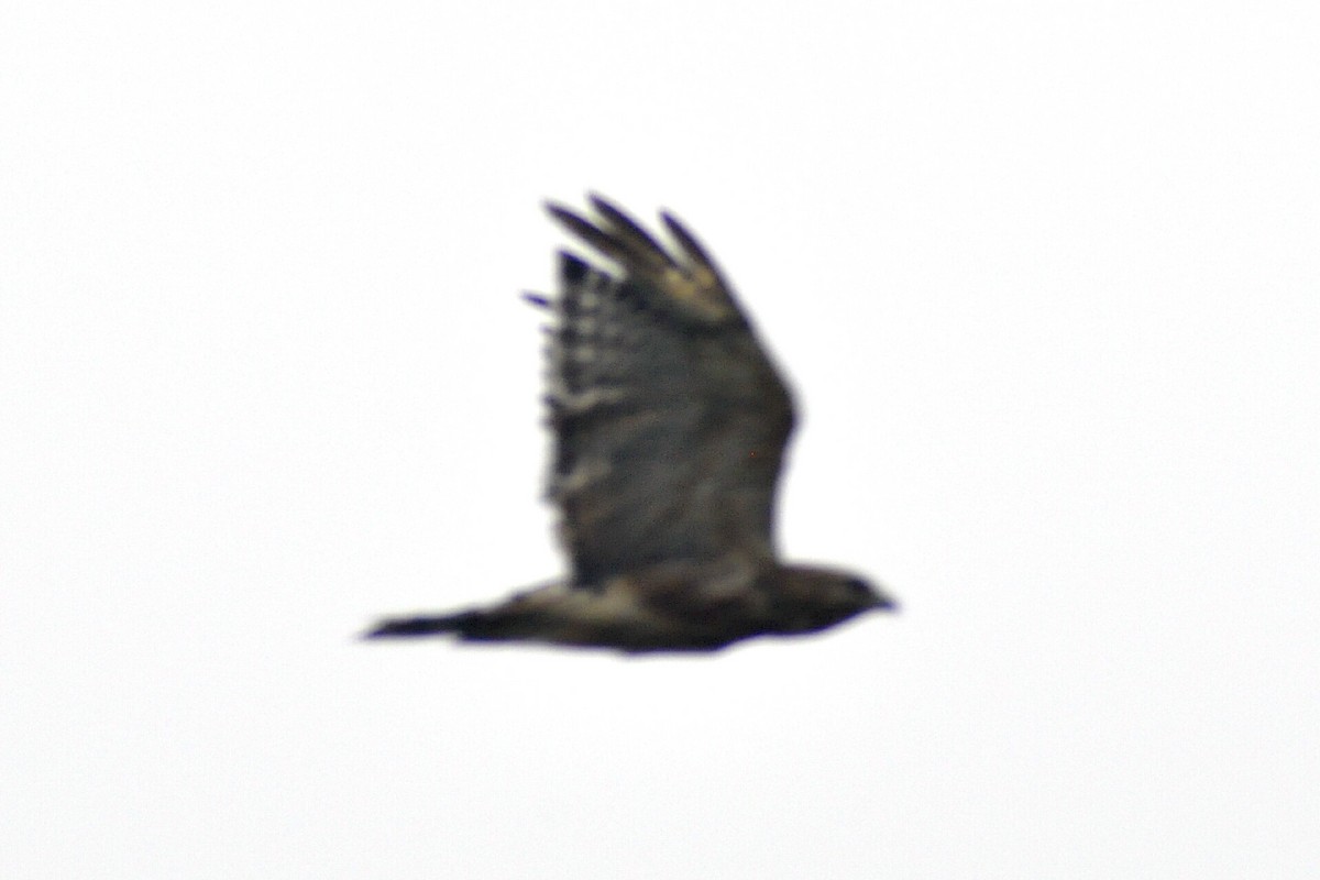 Red-shouldered Hawk - ML638942289