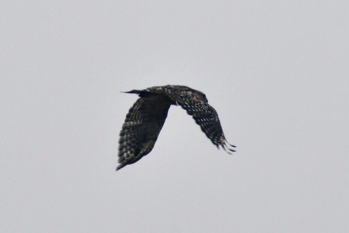 Red-shouldered Hawk - ML638942299