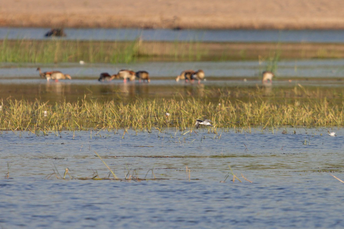 Whiskered Tern - ML638942301
