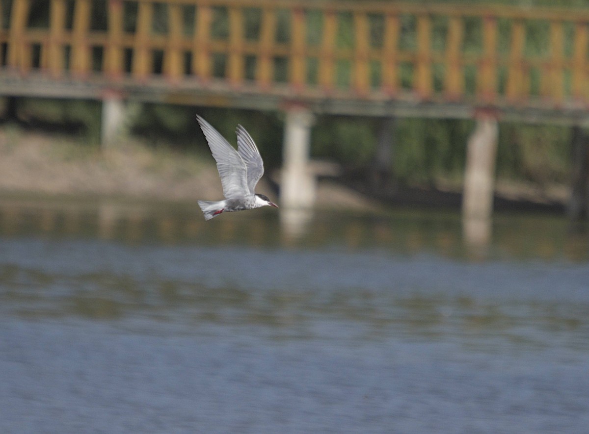 Whiskered Tern - ML638942323