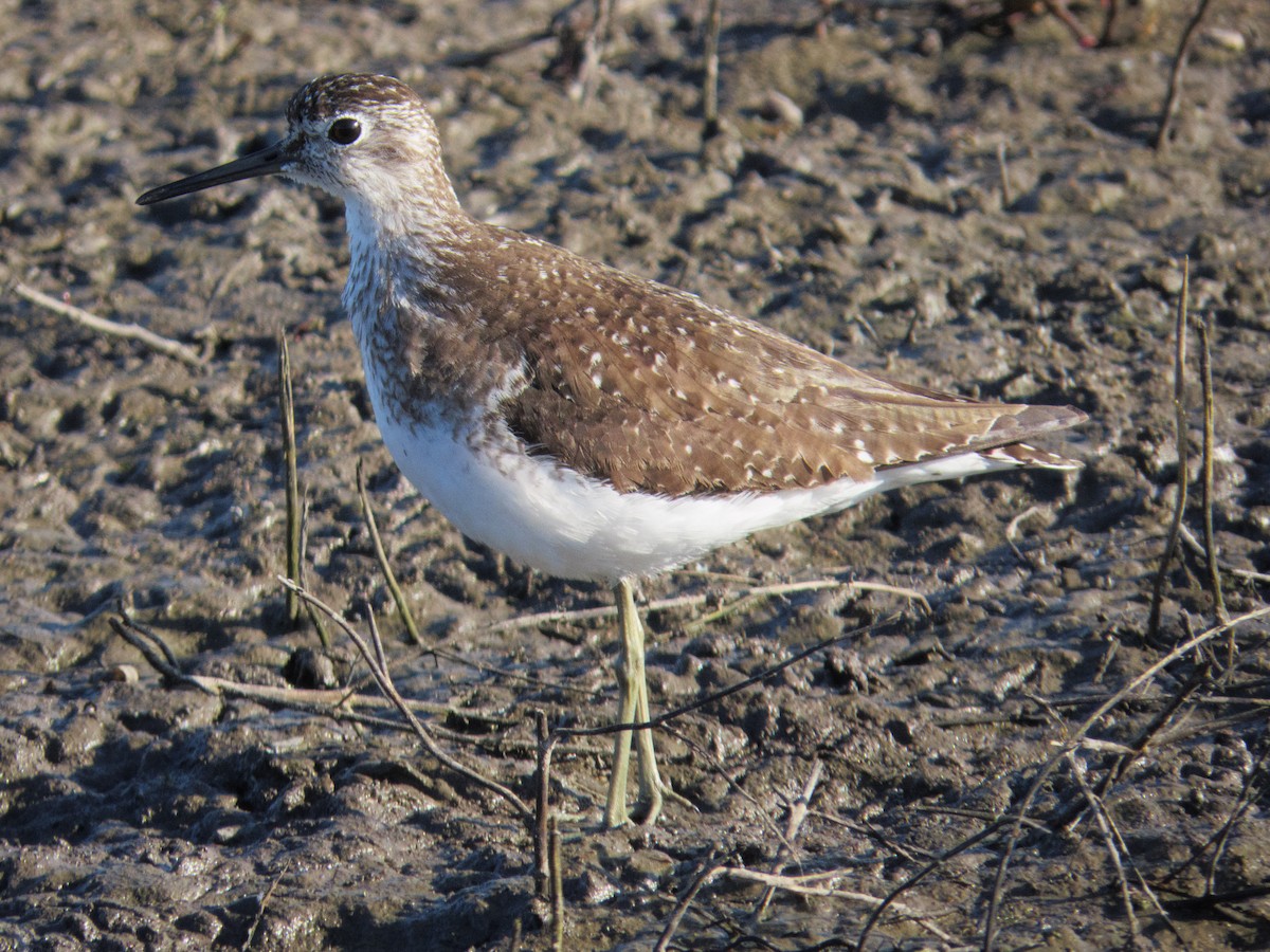 Solitary Sandpiper - ML638942353