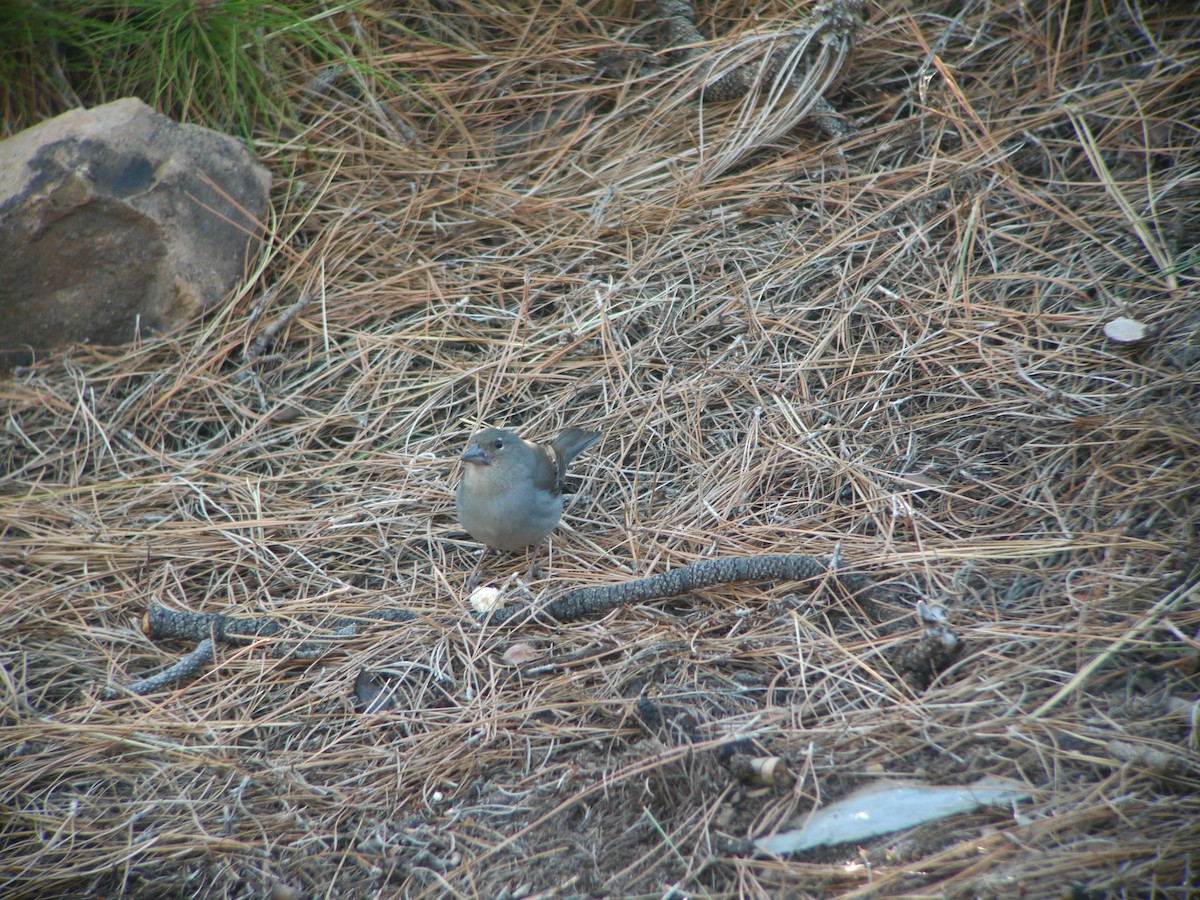 Tenerife Blue Chaffinch - ML638942379