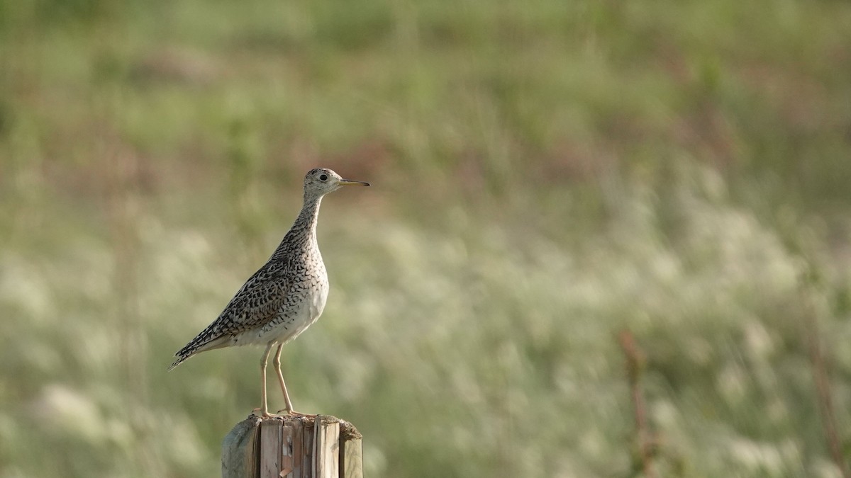 Upland Sandpiper - ML638942381