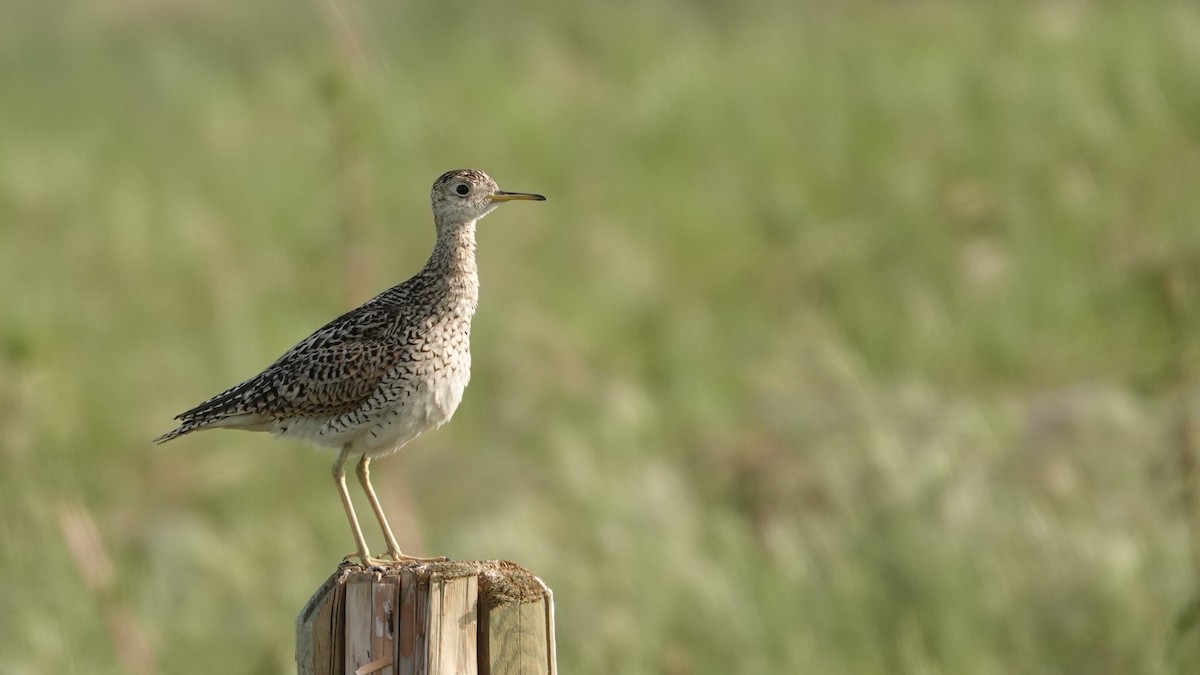 Upland Sandpiper - ML638942383