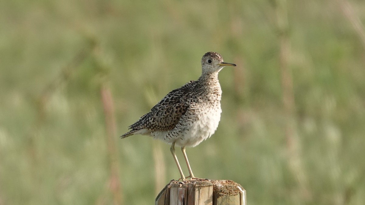Upland Sandpiper - ML638942384